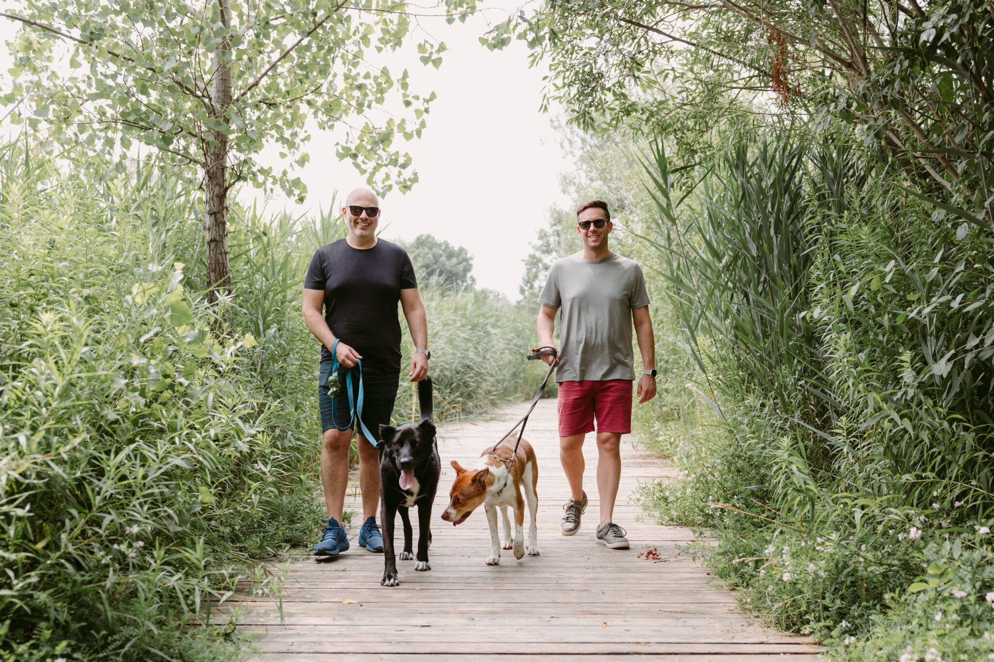 Mark Munroe and Beau Scott walking their dog Manny and foster Kiwi
