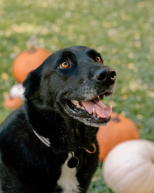 Manny, the dog, smiling in a photo