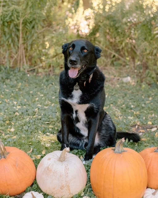 Manny, the dog, surrounded by pumpkins