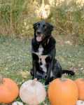 Manny, the dog, surrounded by pumpkins